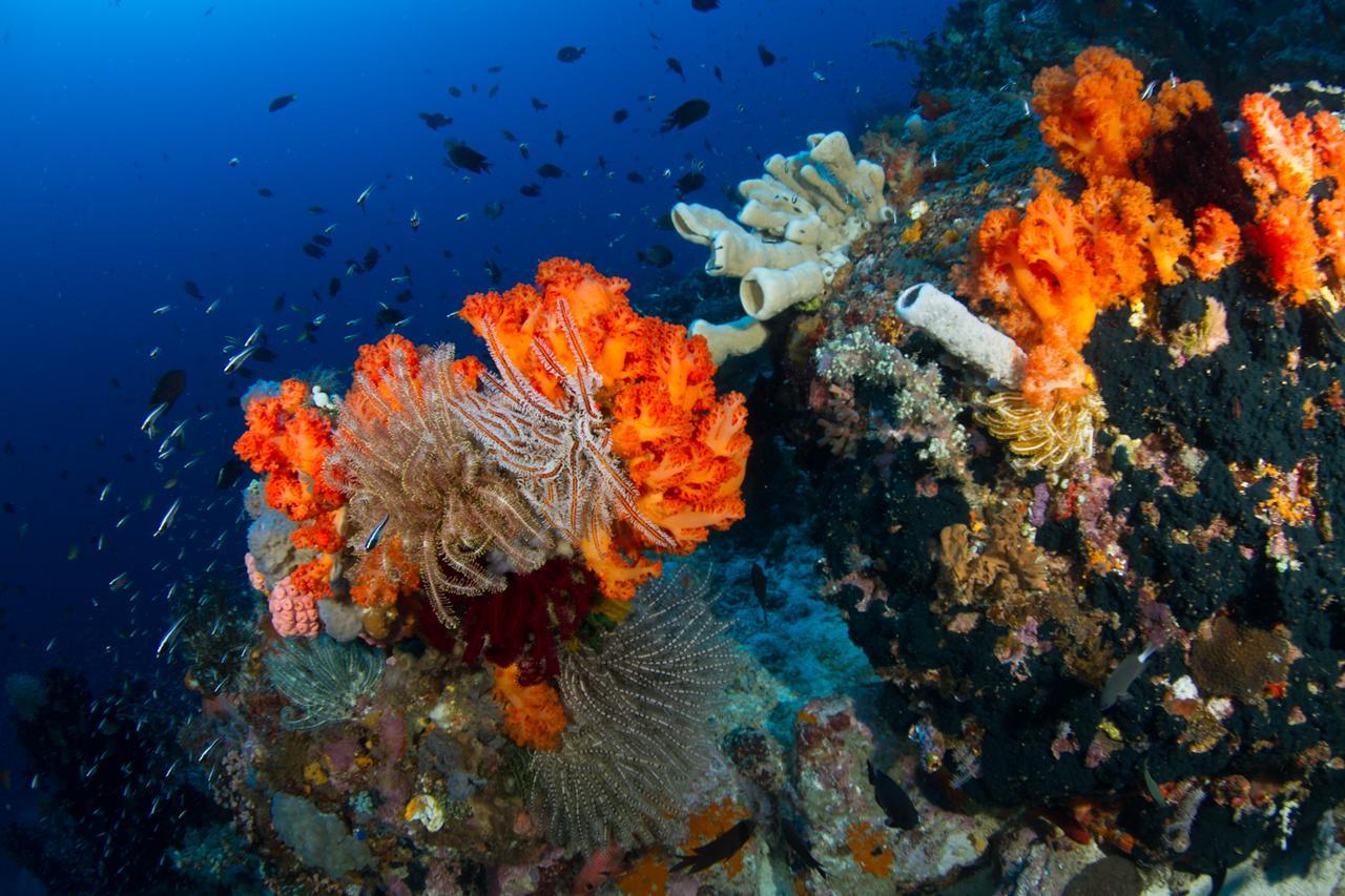 Lembeh Resort Bitung Exterior foto
